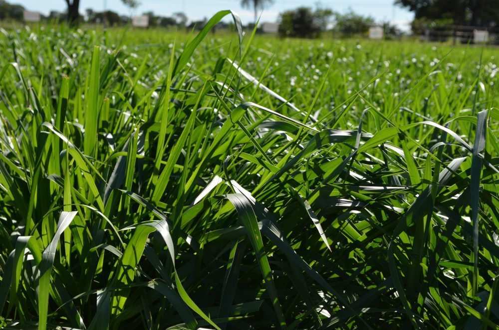 Capim Xaraes MG5 Agrotech